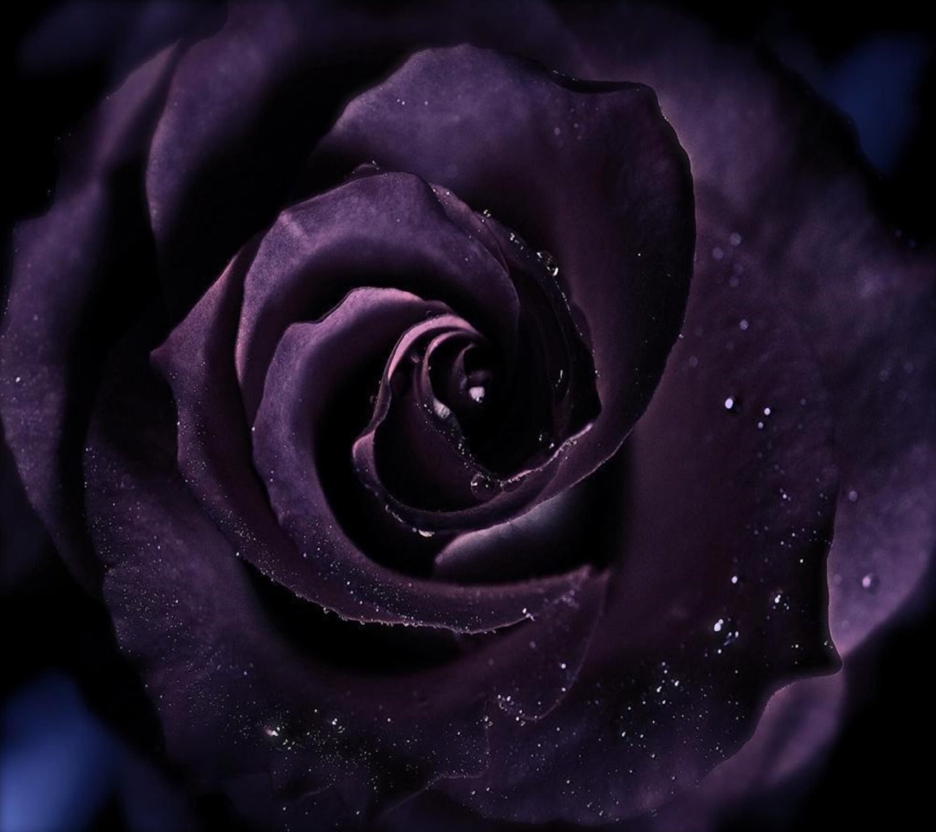 Close-up of a deep purple rose with water droplets, showcasing its velvety petals and intricate details