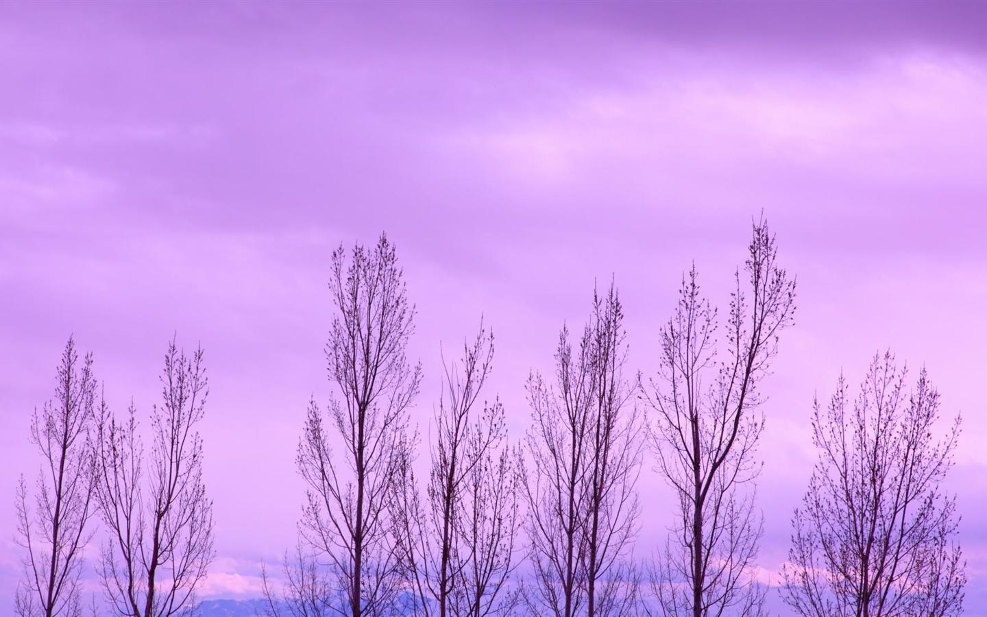 The Wild Winter Purple Background Wide Wallpaper