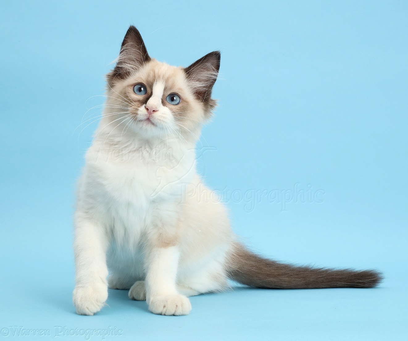 Ragdoll Kitten Weeks Old On Blue Background Photo Wp44712