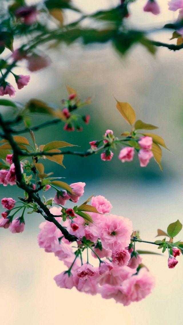 Nature Spring Plum Branch Bokeh Blur iPhone 5s Wallpaper
