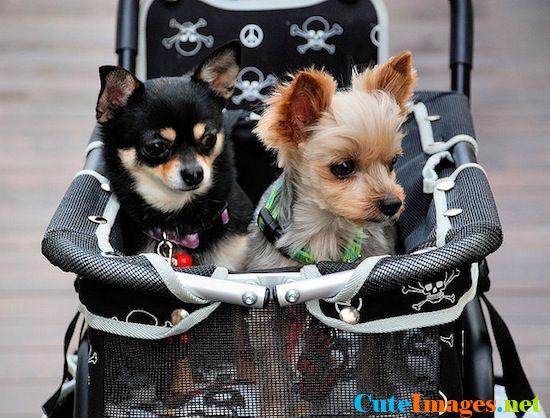 Bad To The Bone Cute Dogs Dog Pictures Breeds