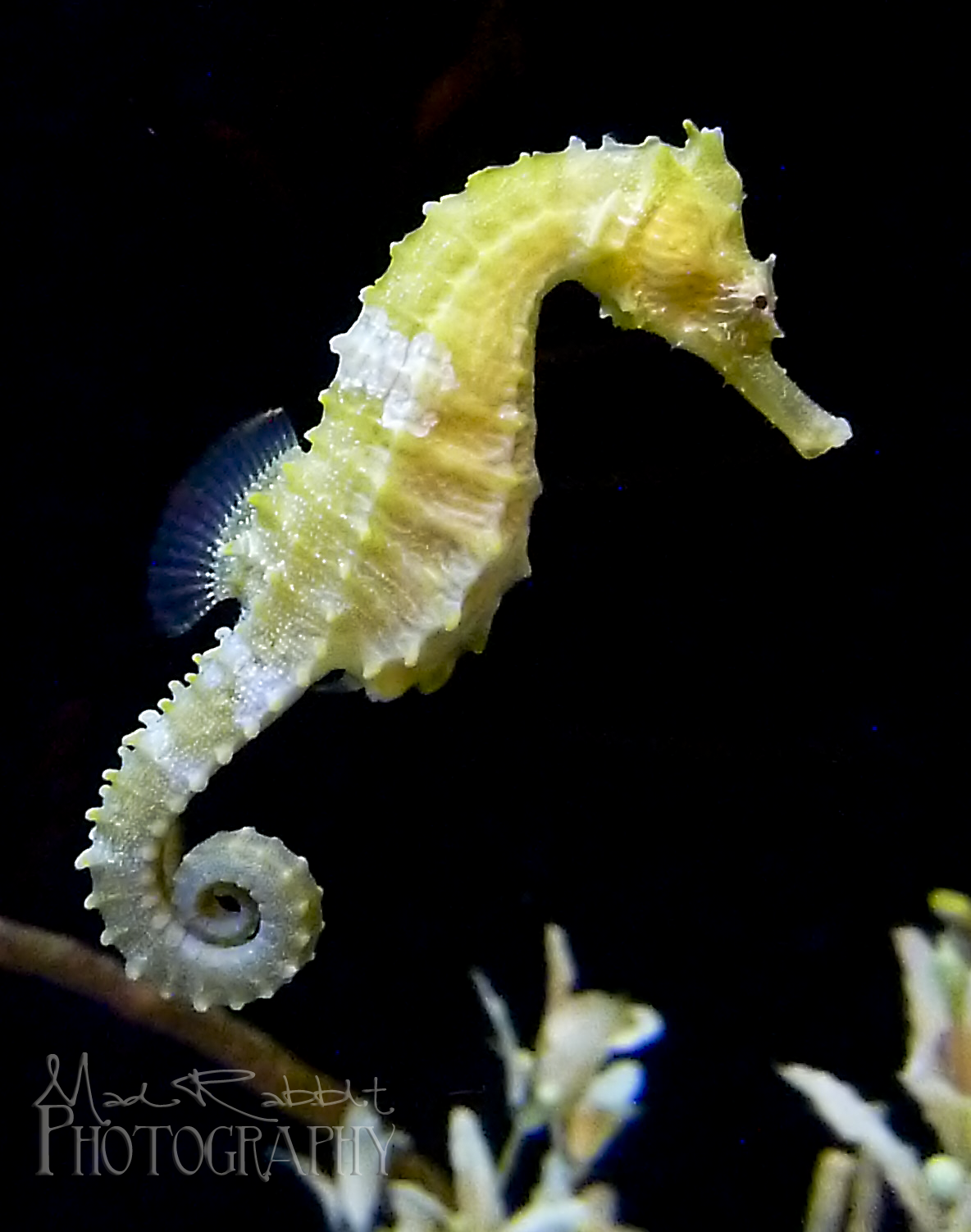 Colorful Seahorse HD Background Chillcover
