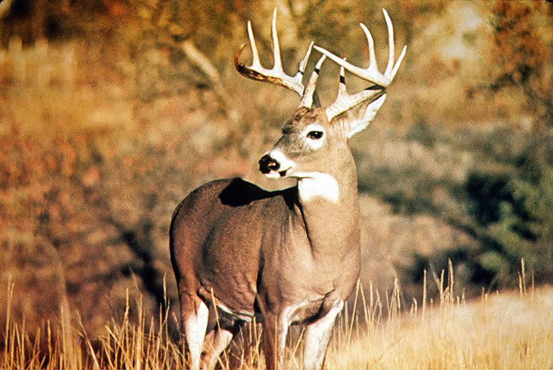 Whitetail Deer Graphics Code Whitetail Deer Comments Pictures