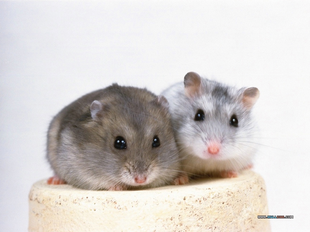 Pet Wallpaper Index Cute Hamster Photos14