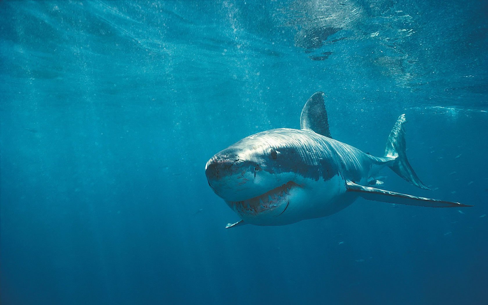 Shark Attack Megalodon Movies Film Cine
