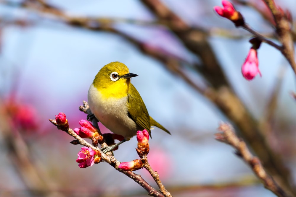 Yellow Bird Pictures Image