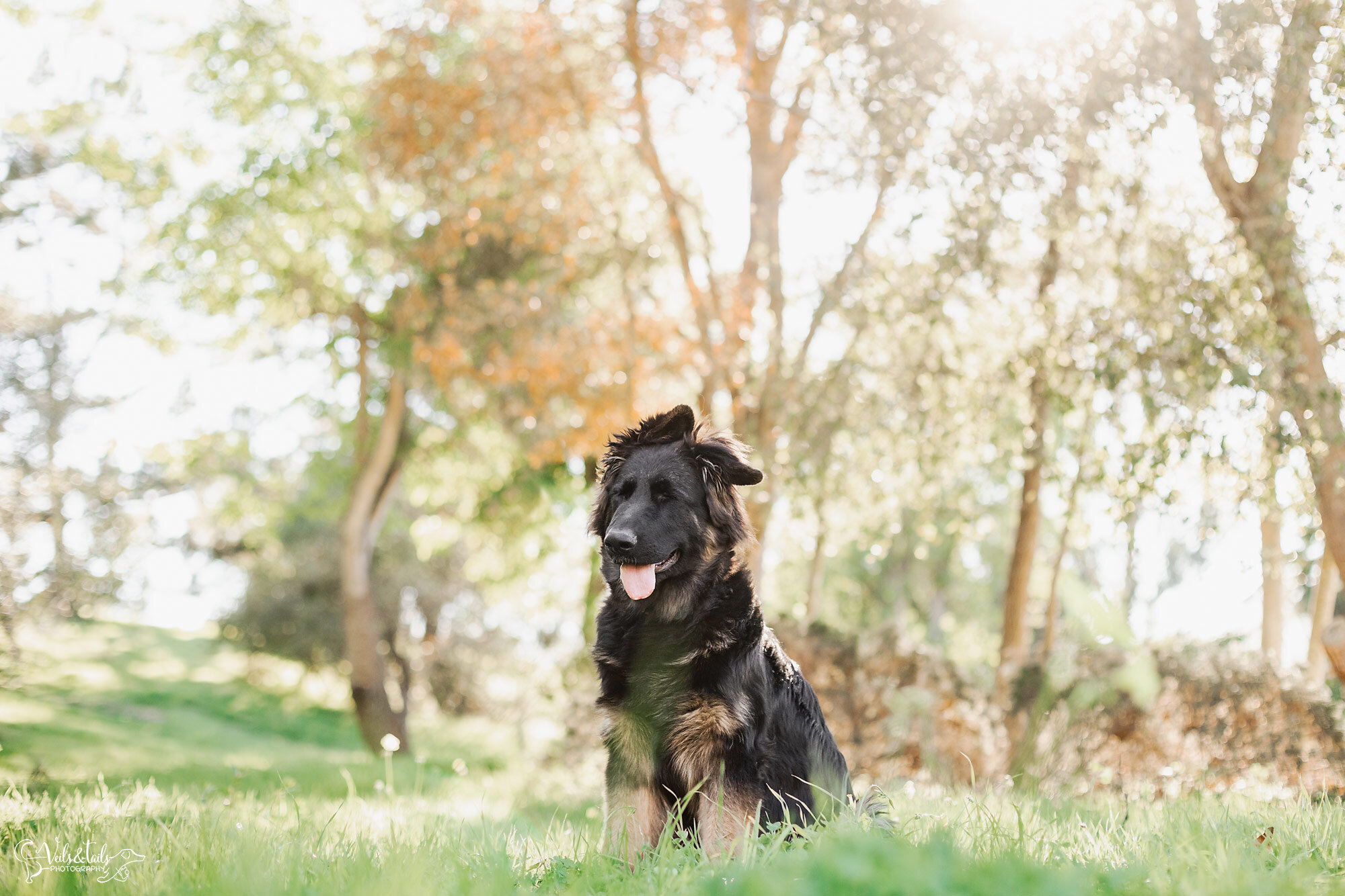 The Floppiest Spring Session with a German Shepherd Pup Santa