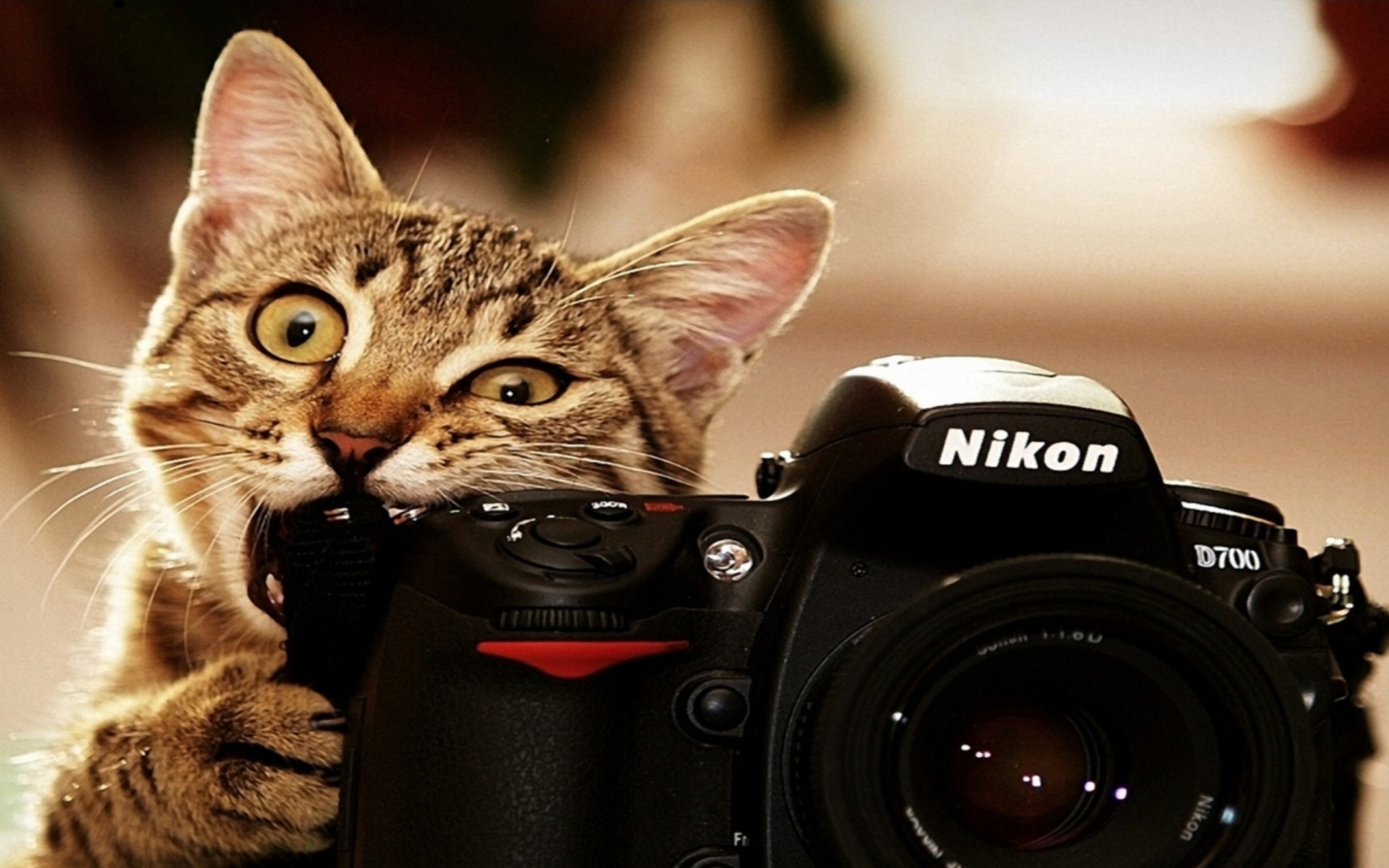 Cat Funny Full HD Wallpaper Desktop Image