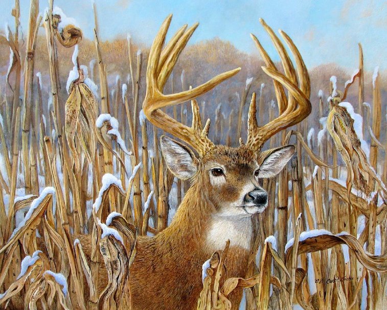 Big Buck Deer Wallpaper - WallpaperSafari