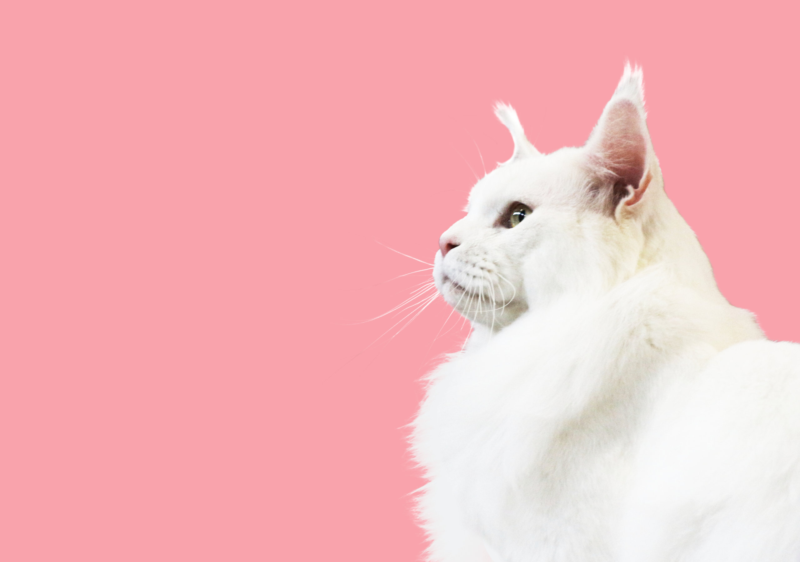 Majestic White Maine Coon Cat on Pink Background