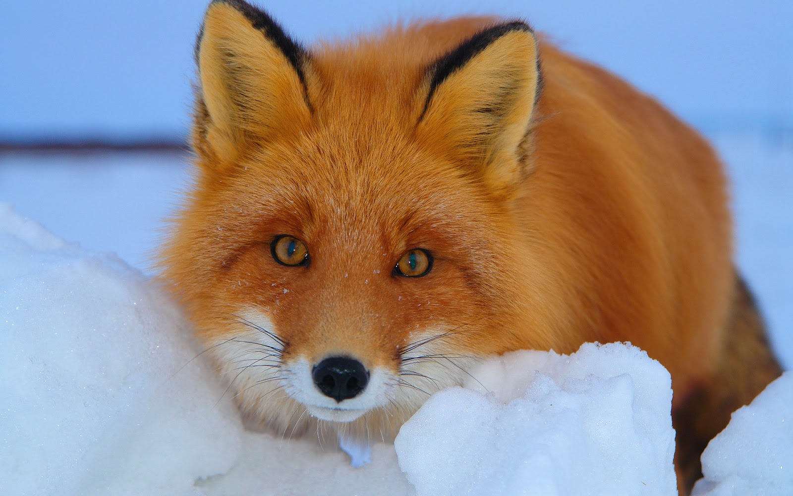 Fox Wallpaper With A Red In The Snow HD Animals Jpg