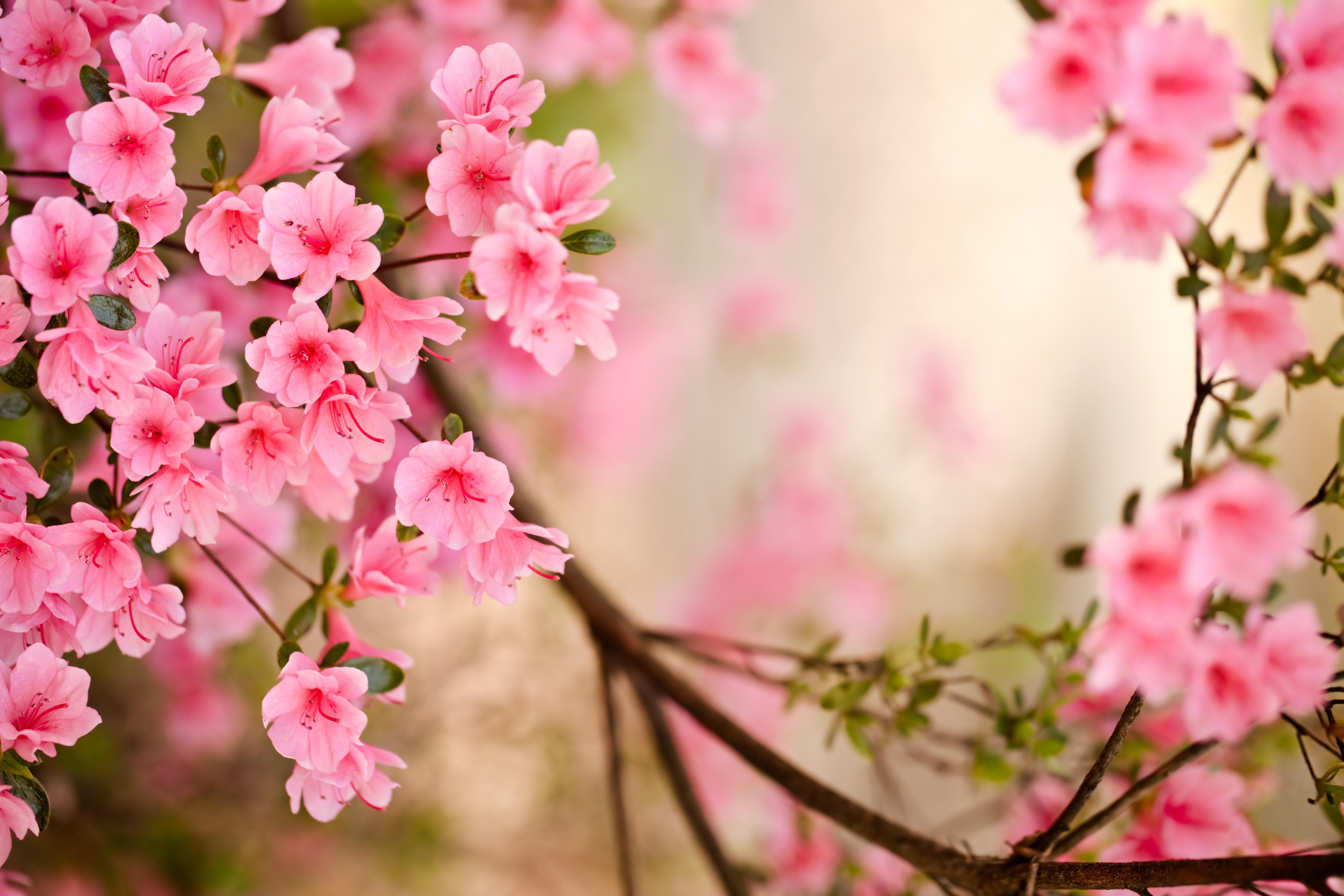 High Quality Wallpaper And Image Of Spring For Desktop Background