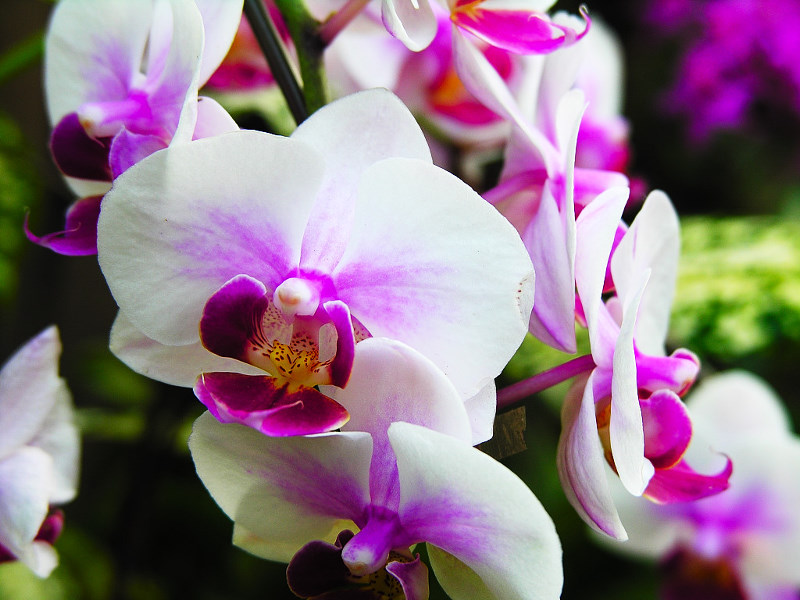 Background Try It Now Related Wallpaper Flowers Orchid