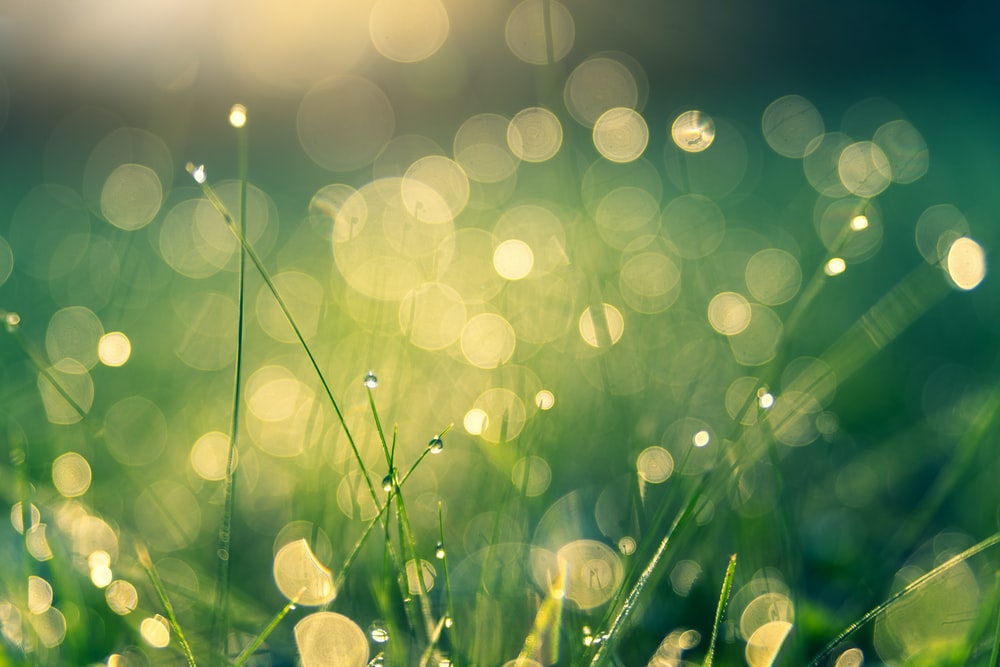 Green Wallpaper HD Hq