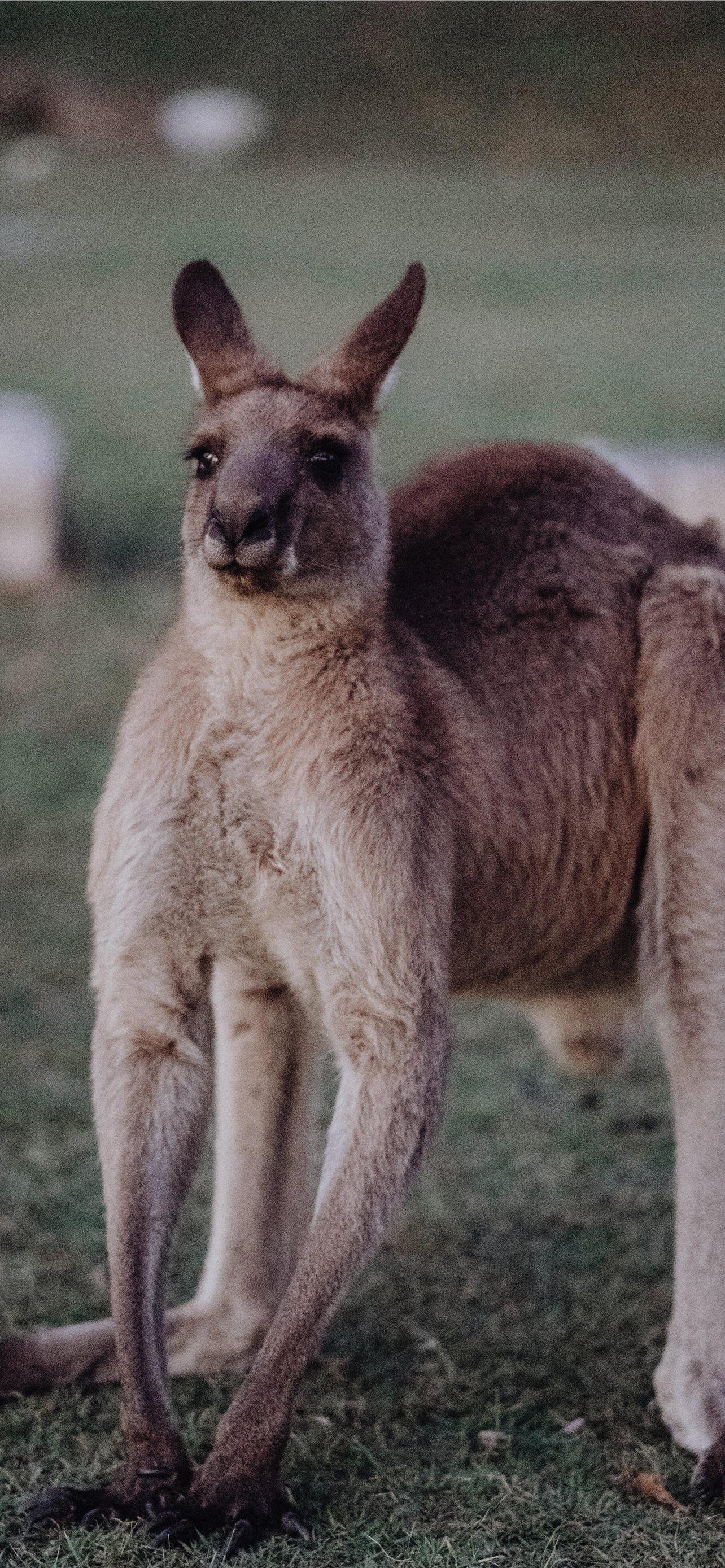 kangaroo hd iPhone Wallpapers Free Download