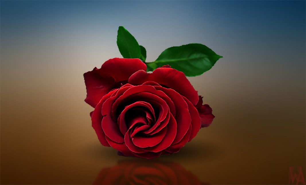 Rose Wallpaper Red HD Pictures