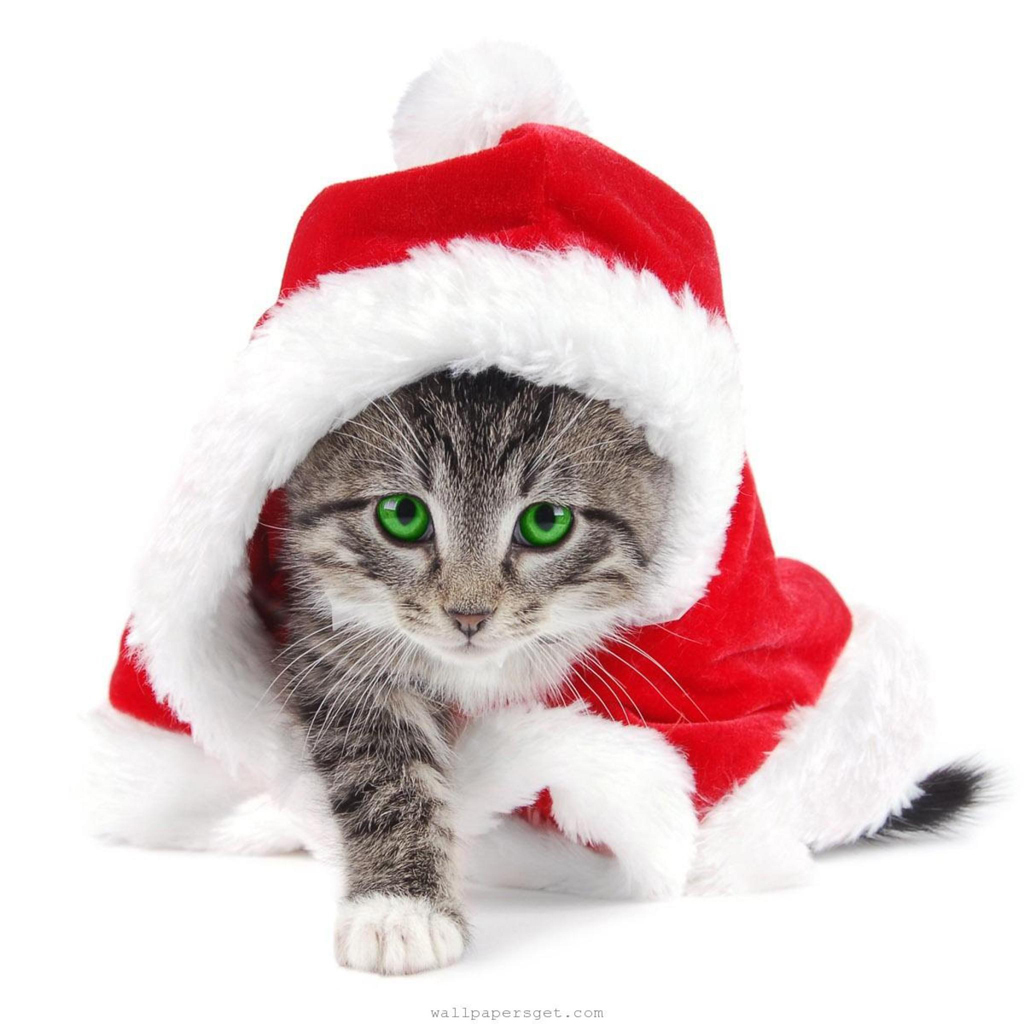 49+] Free Christmas Wallpaper with Cats on WallpaperSafari