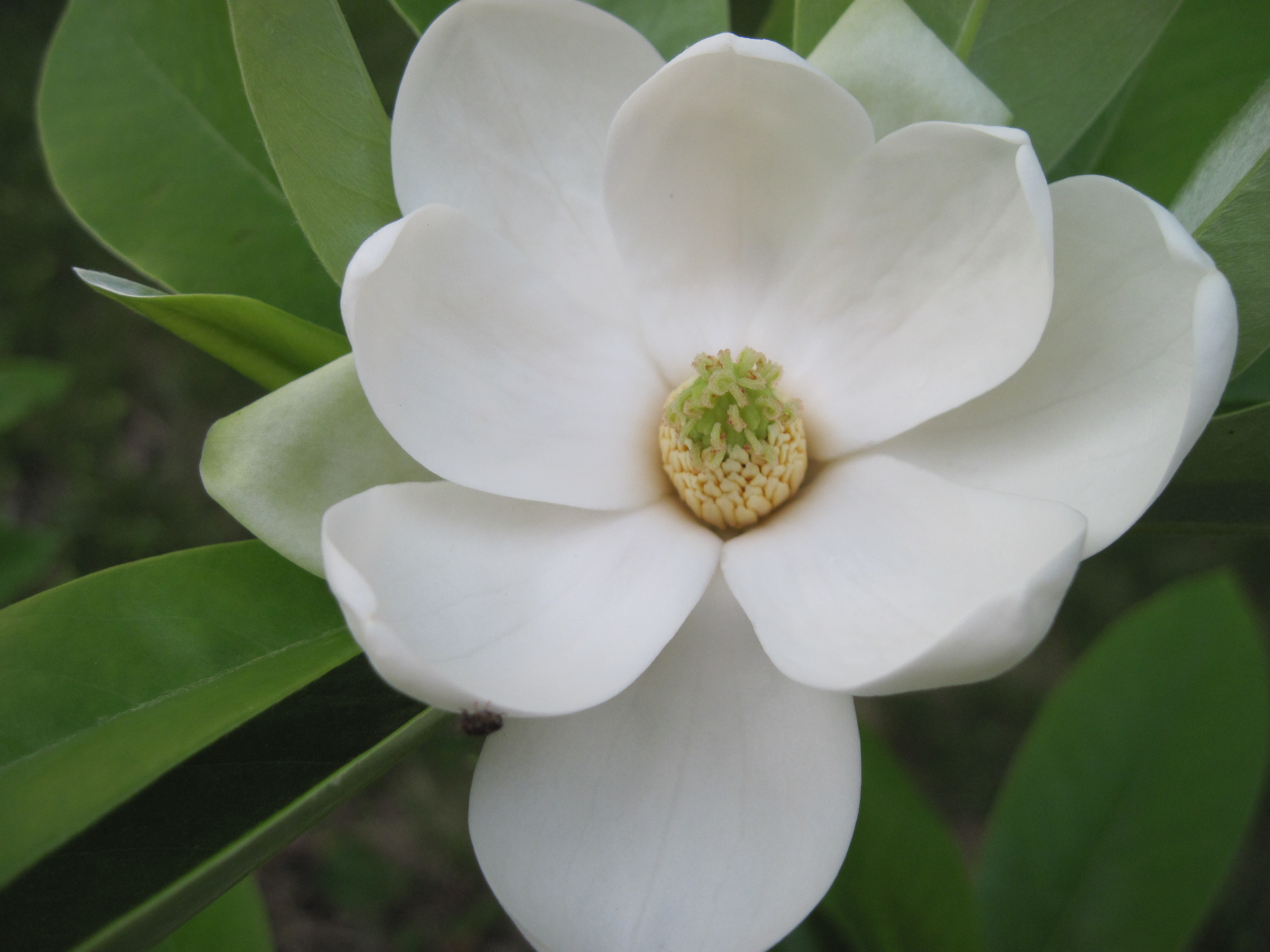 Magnolia Virginiana Flower Photos Diagrams Topos Summitpost