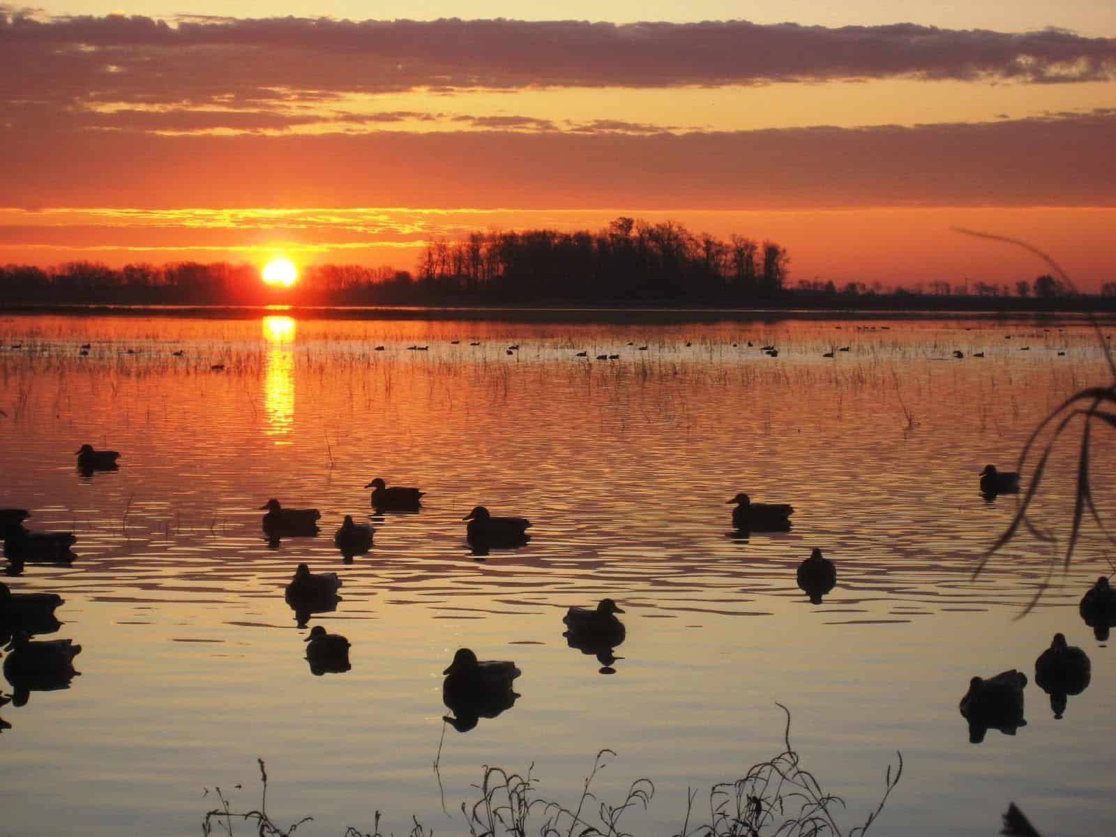 Duck Hunting Wallpaper