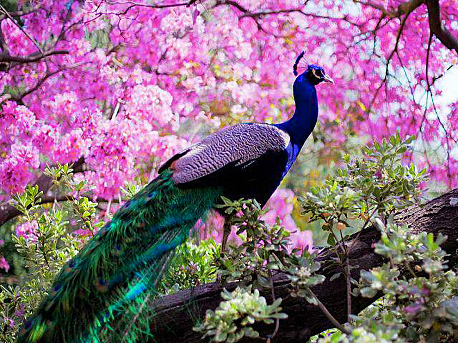 Most Beautiful Peacock HD Wallpaper Full 1080p