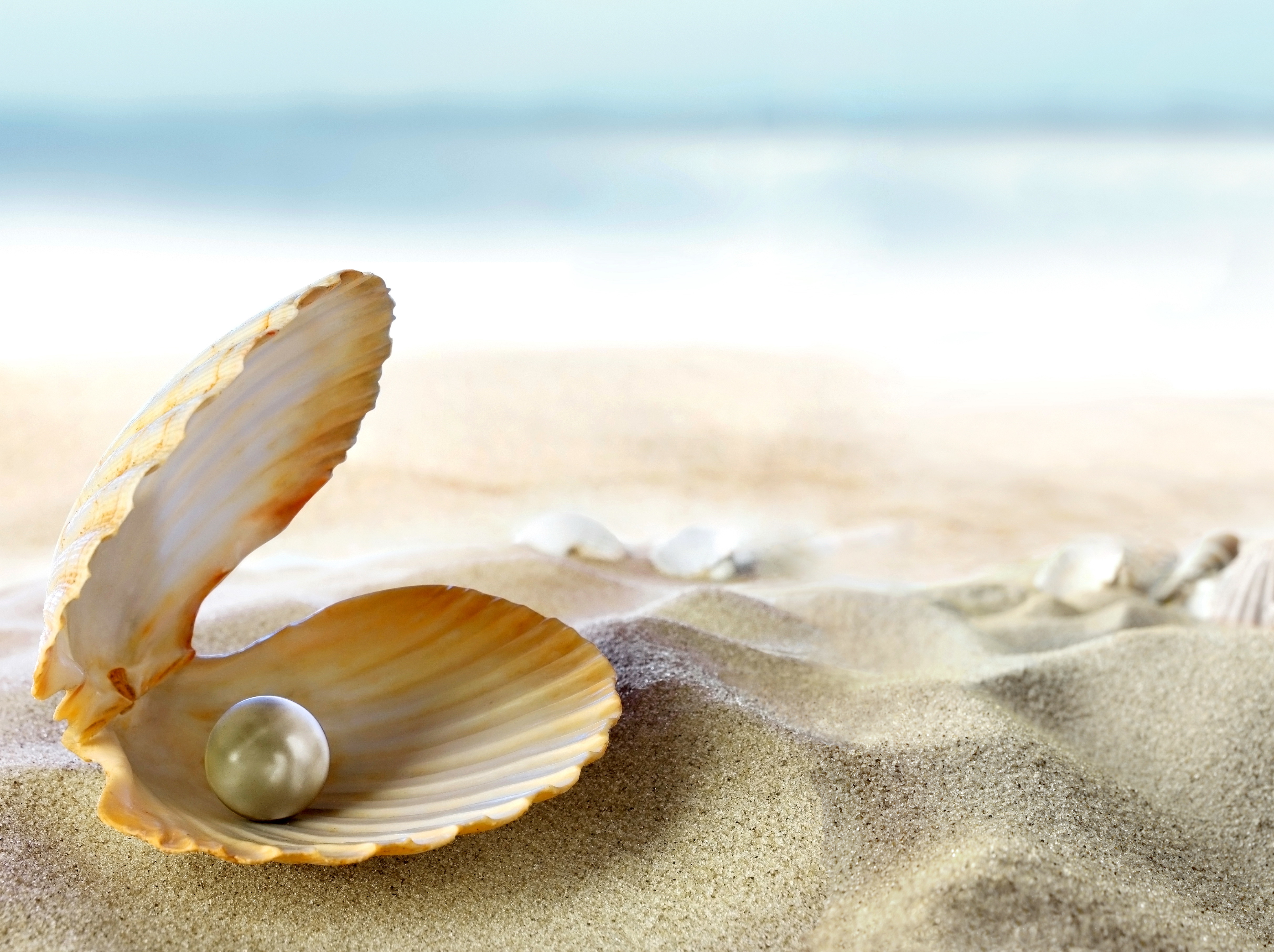 Wallpaper Seashell Beach Sand Perl Tropical Sea Sun