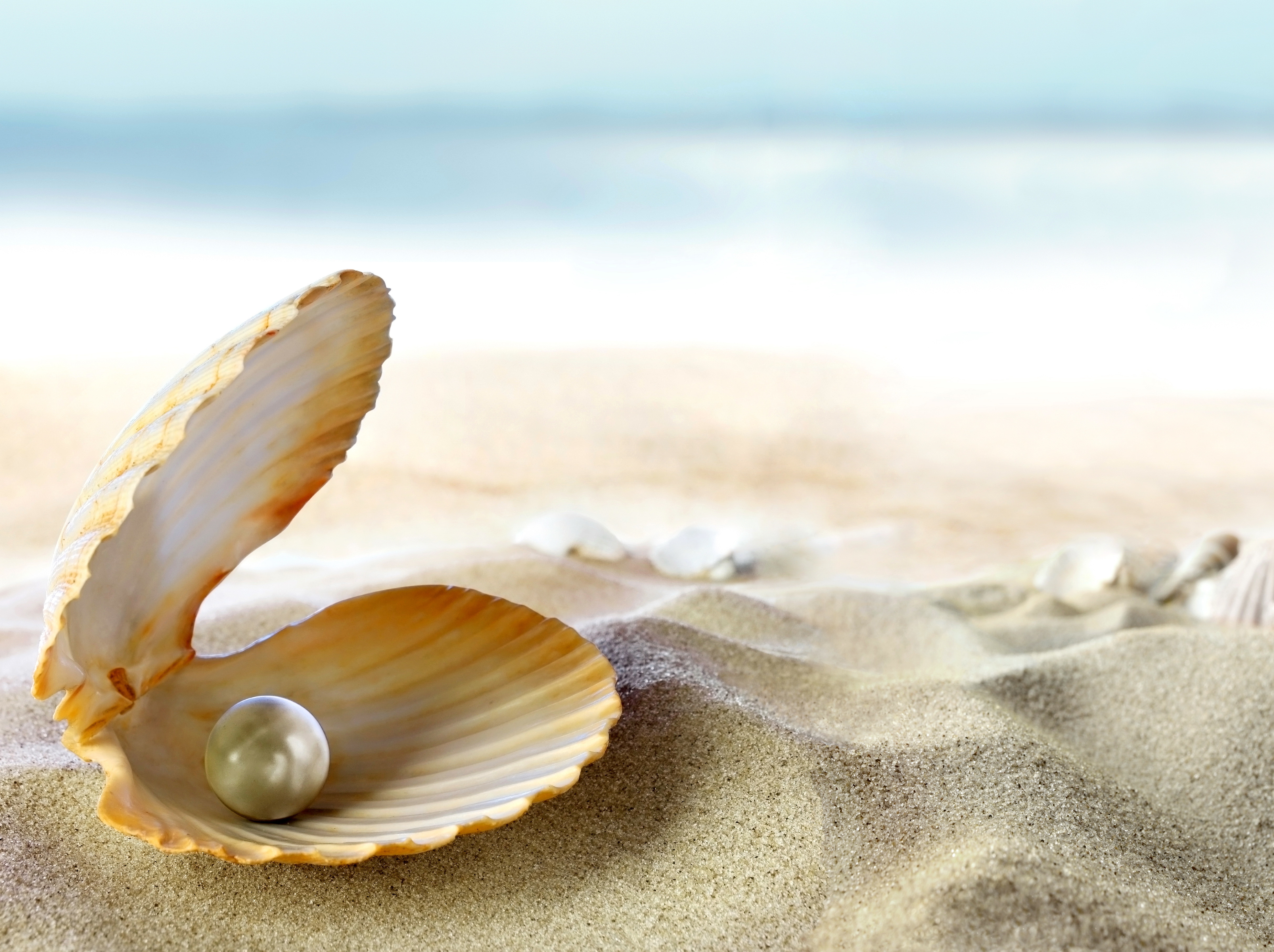 Sea Shell Wallpaper - WallpaperSafari