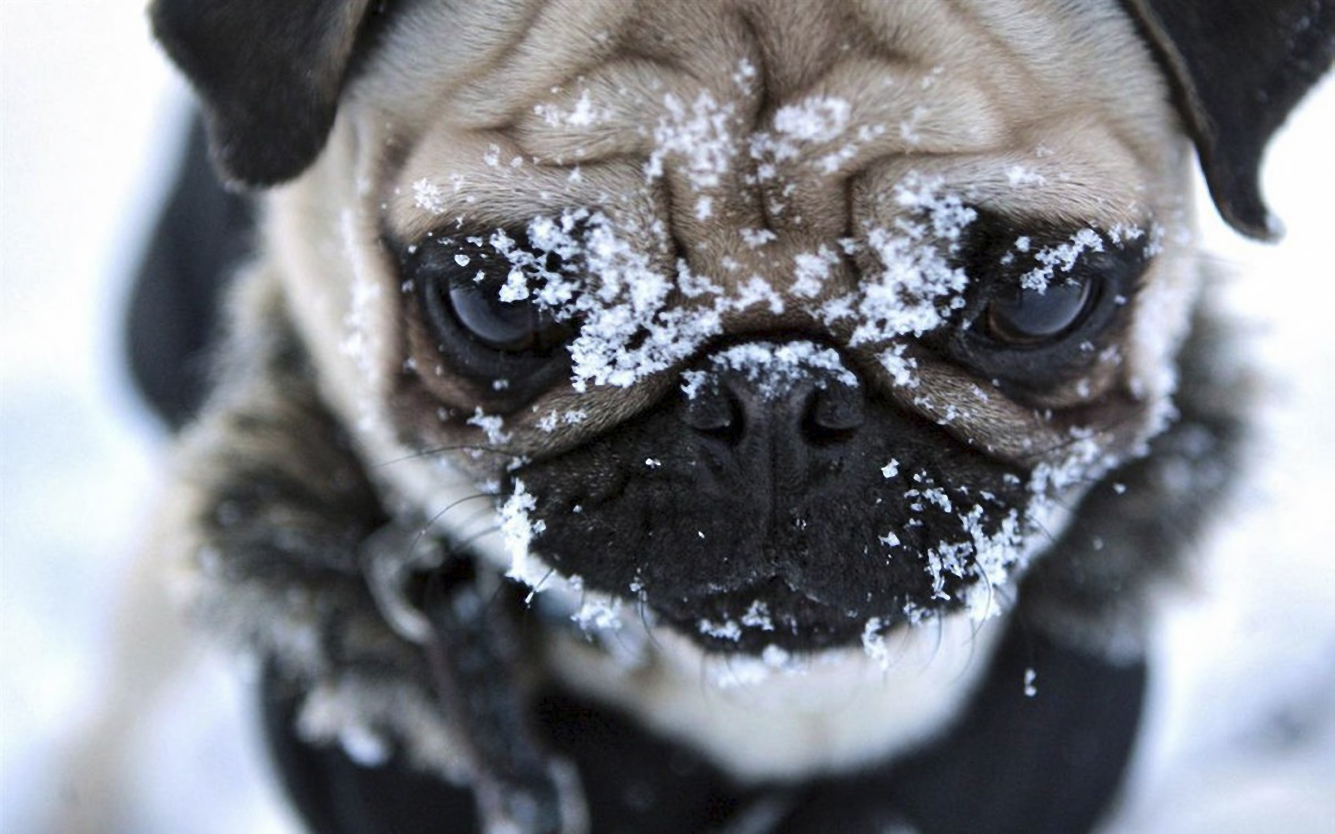 Face Of A Pug Wallpaper And Image Pictures Photos