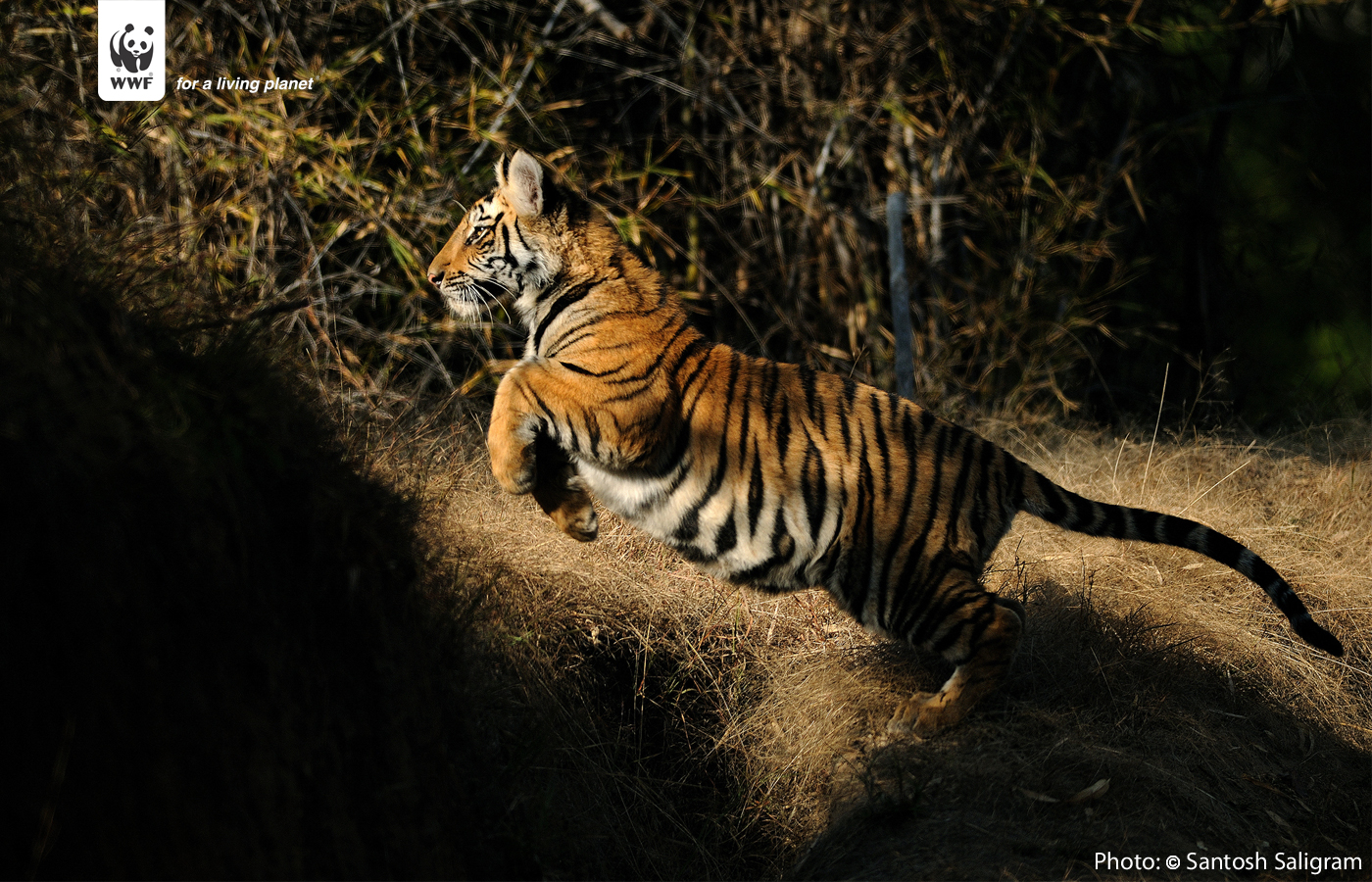 Tiger Wallpaper Wwf India