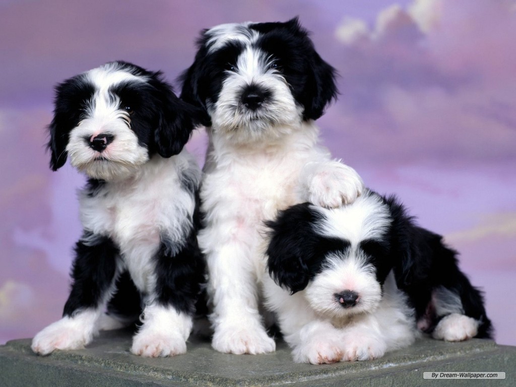 Dogs Image Puppy Wallpaper HD And Background Photos
