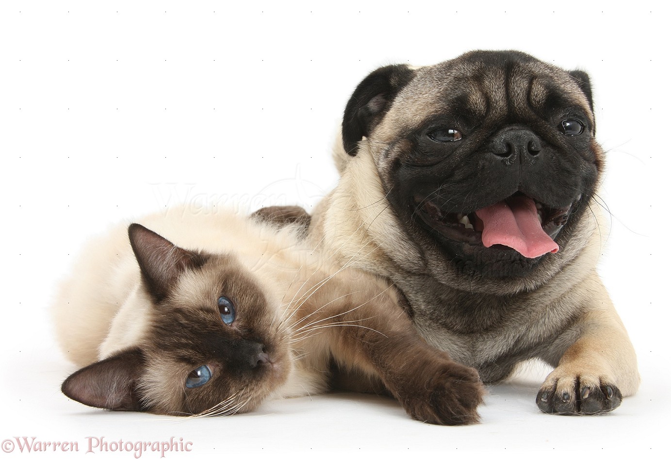 Cat And Dog Image Crazy Gallery