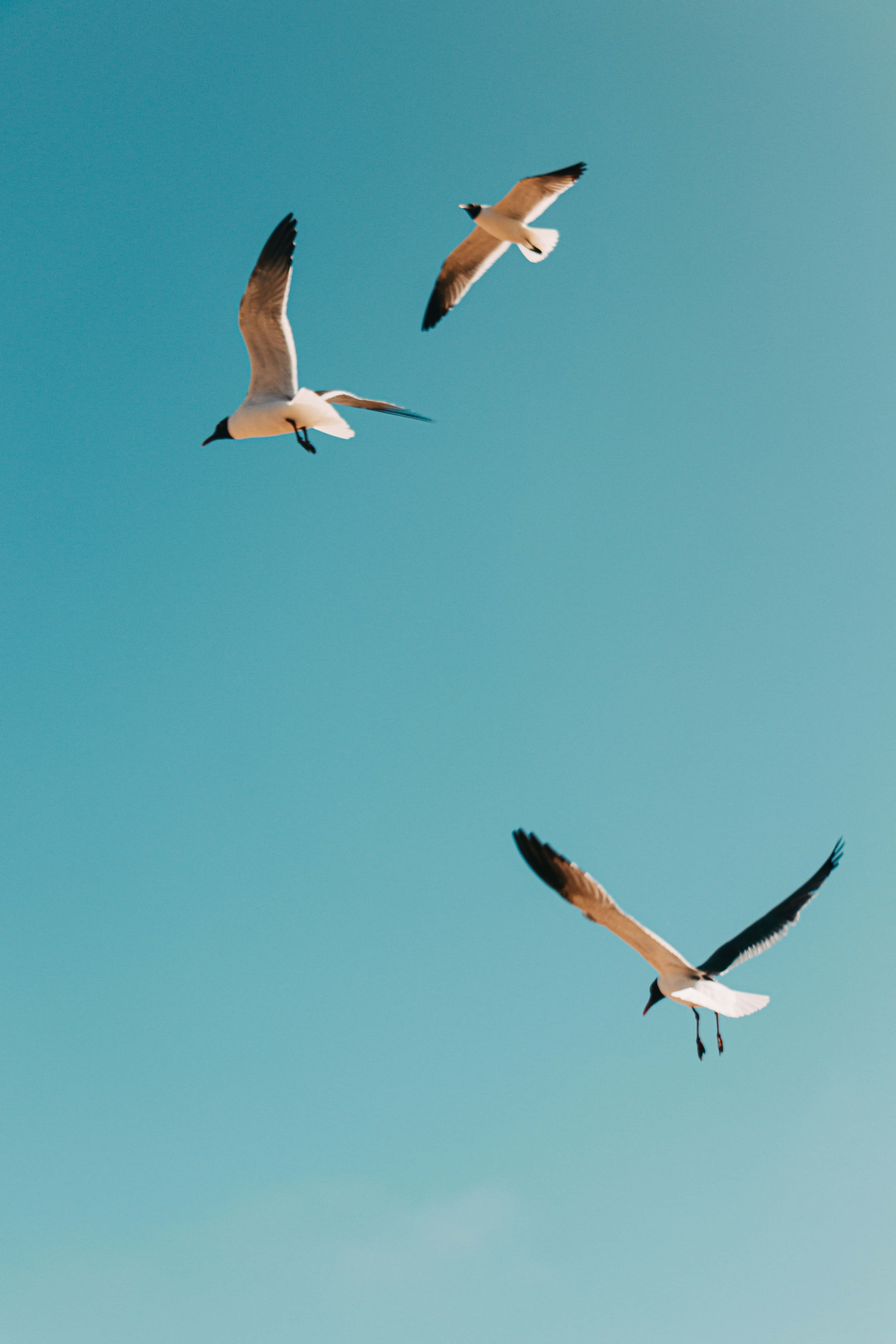 Bird Iphone Wallpaper