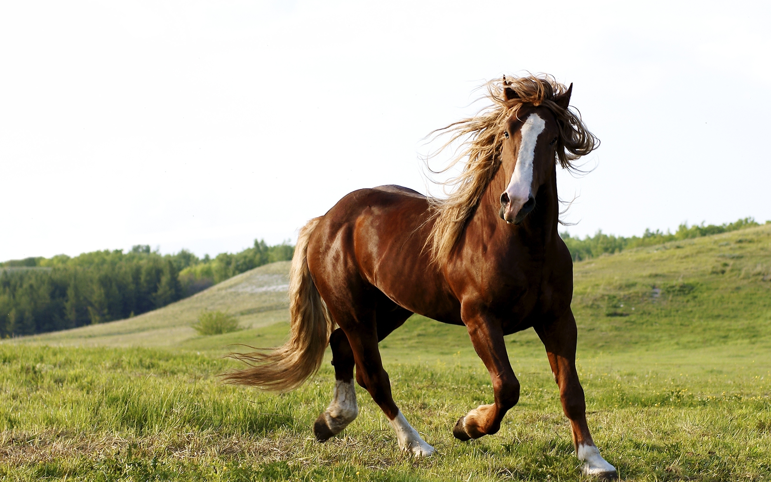 Riding a horse wallpapers and images