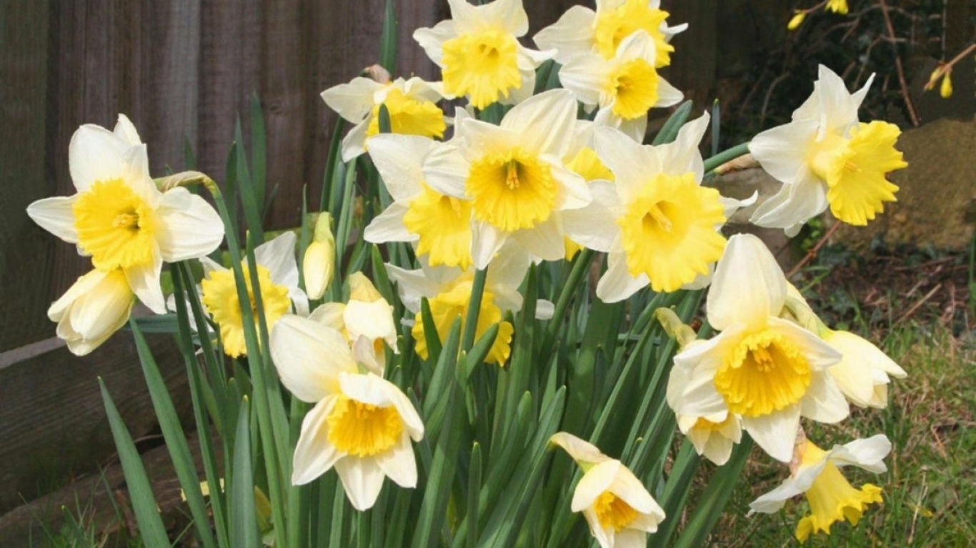 Spring Daffodils Flowers Wallpaper And Image Pictures