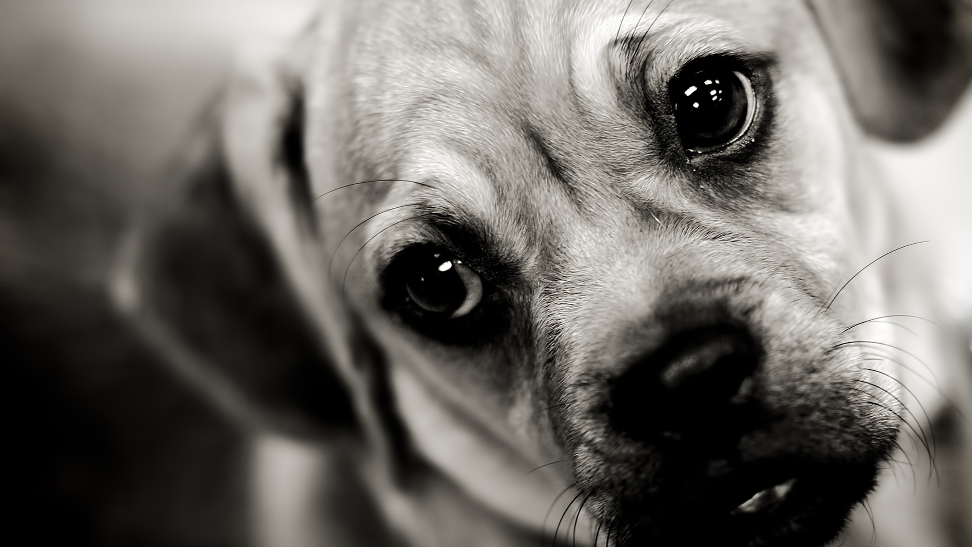 Puppy Dog Face Sad Sight Wallpaper Background