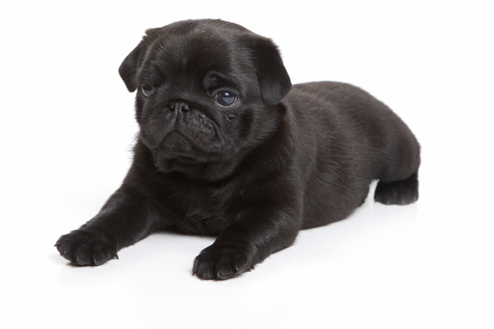 Pug Puppy Wallpaper Pictures
