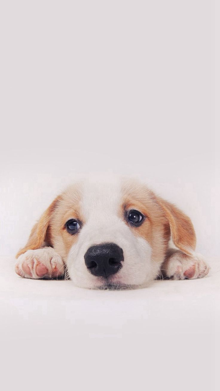 Cute Puppy Dog Pet iPhone Plus Wallpaper