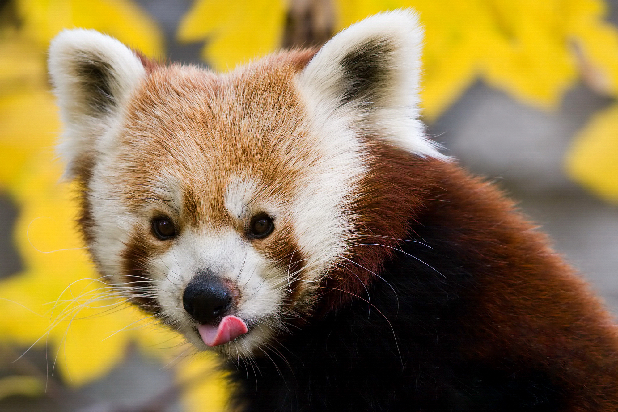 Red Panda HD Desktop Wallpaper