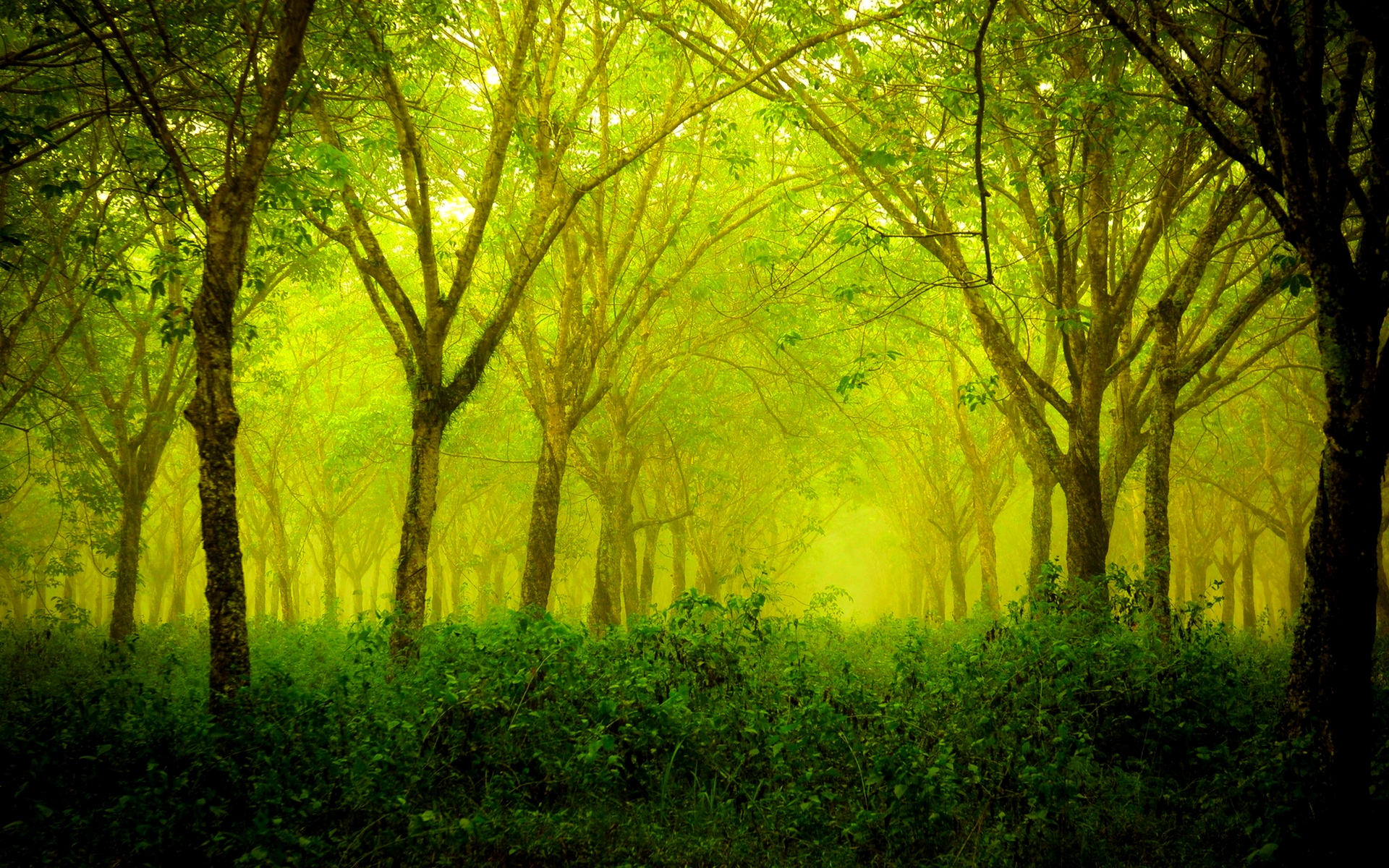 Green Forest HD Wallpaper Pictures