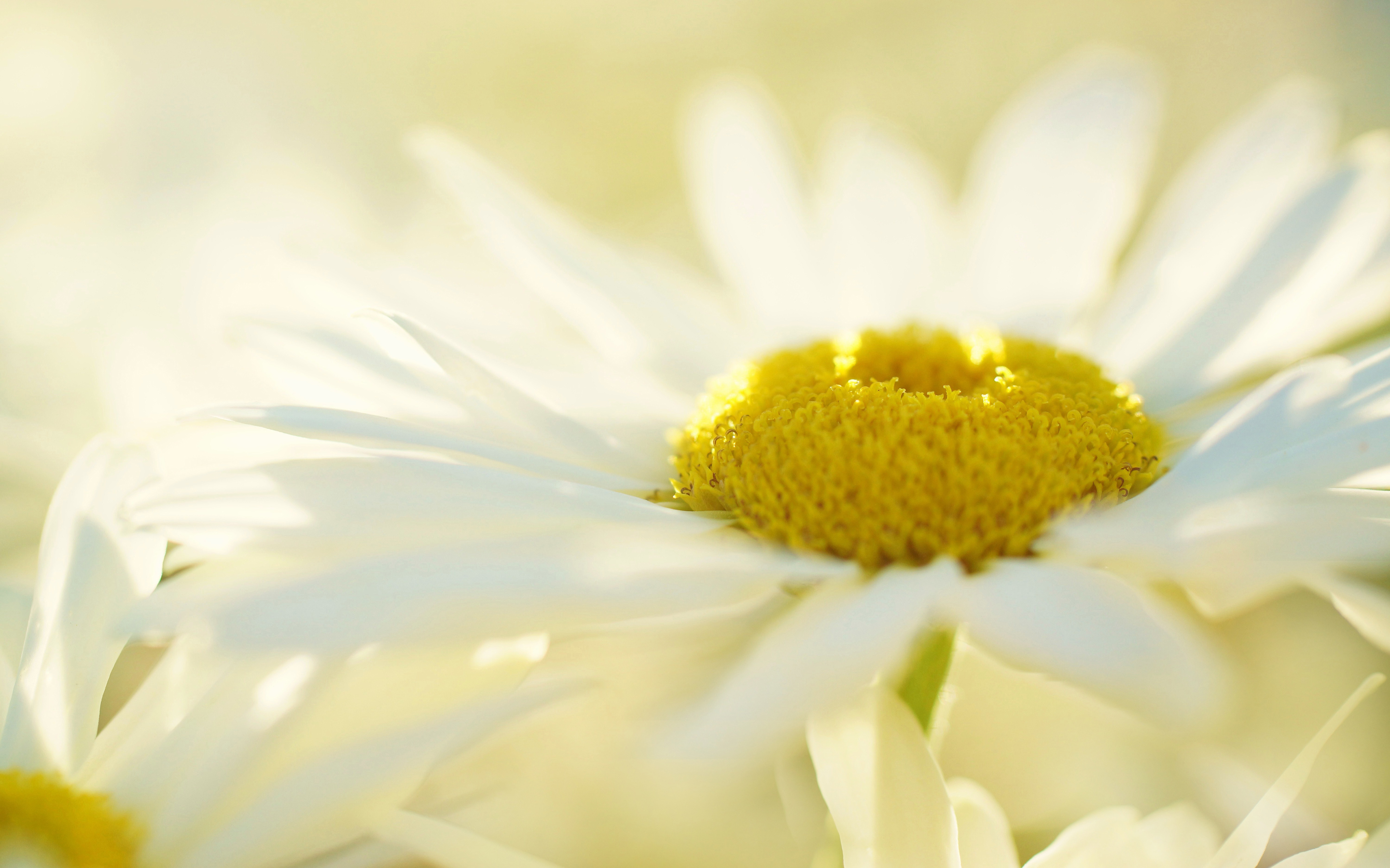 White Yellow Daisy Flower HD Wallpaper