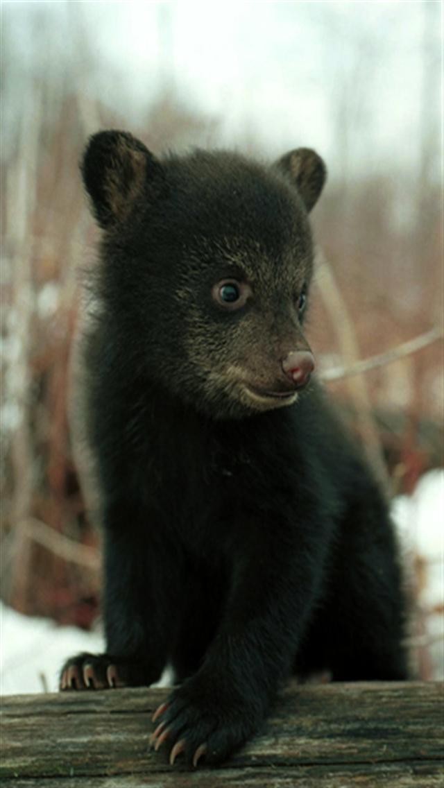  Bear Cub Animal iPhone Wallpapers iPhone 5s4s3G Wallpapers 640x1136