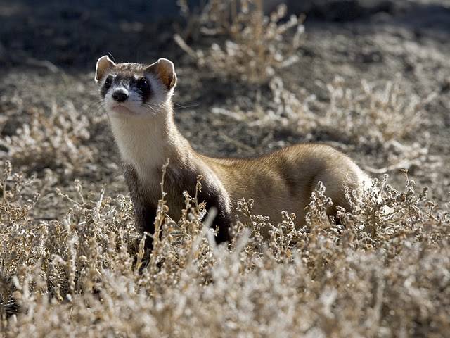 The Dull Brown Color Of This Black Footed Ferret Allows It To Blend In