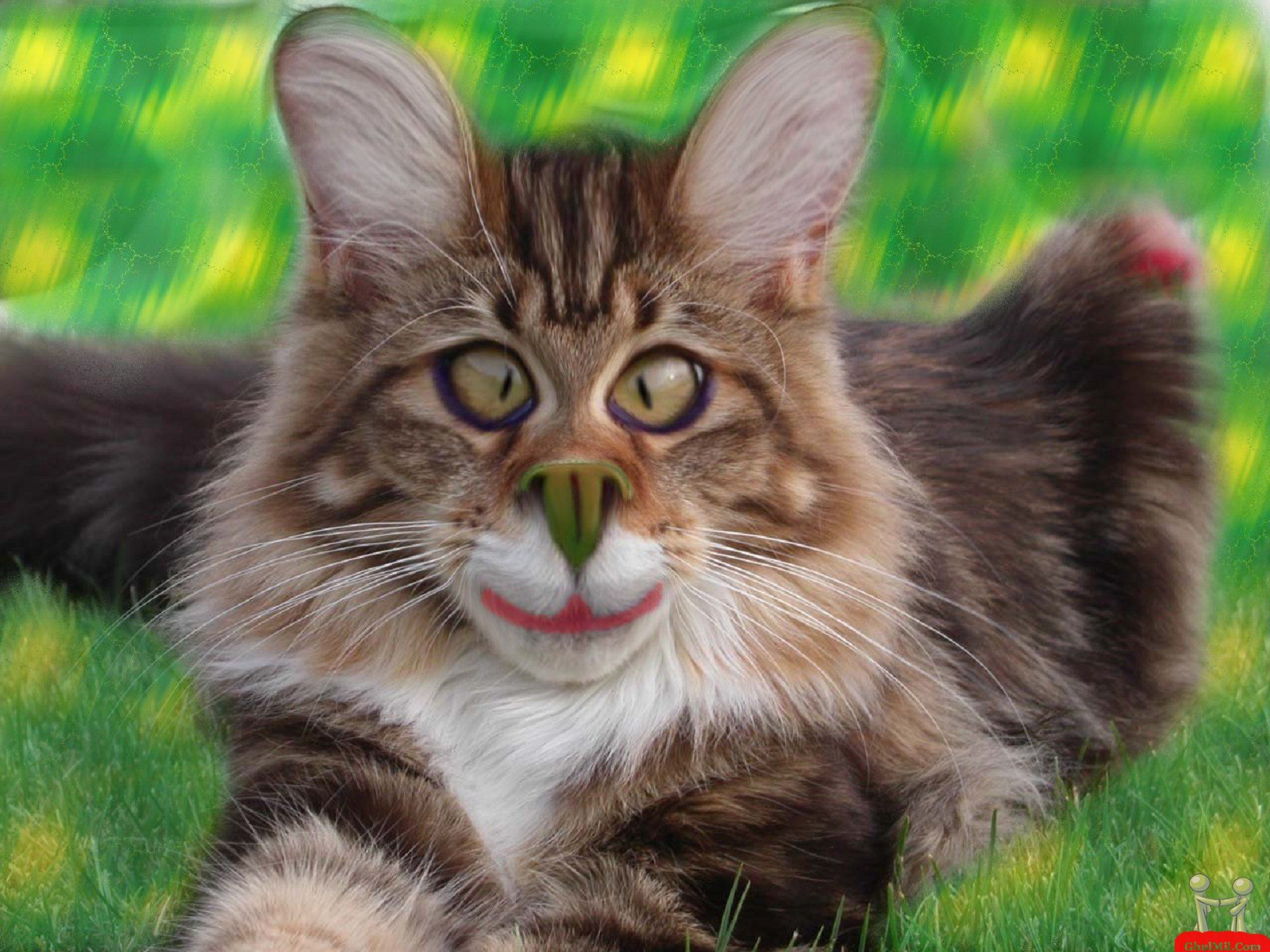 Very Funny Cat Photos 15 Cool Hd Wallpaper Wallpaper