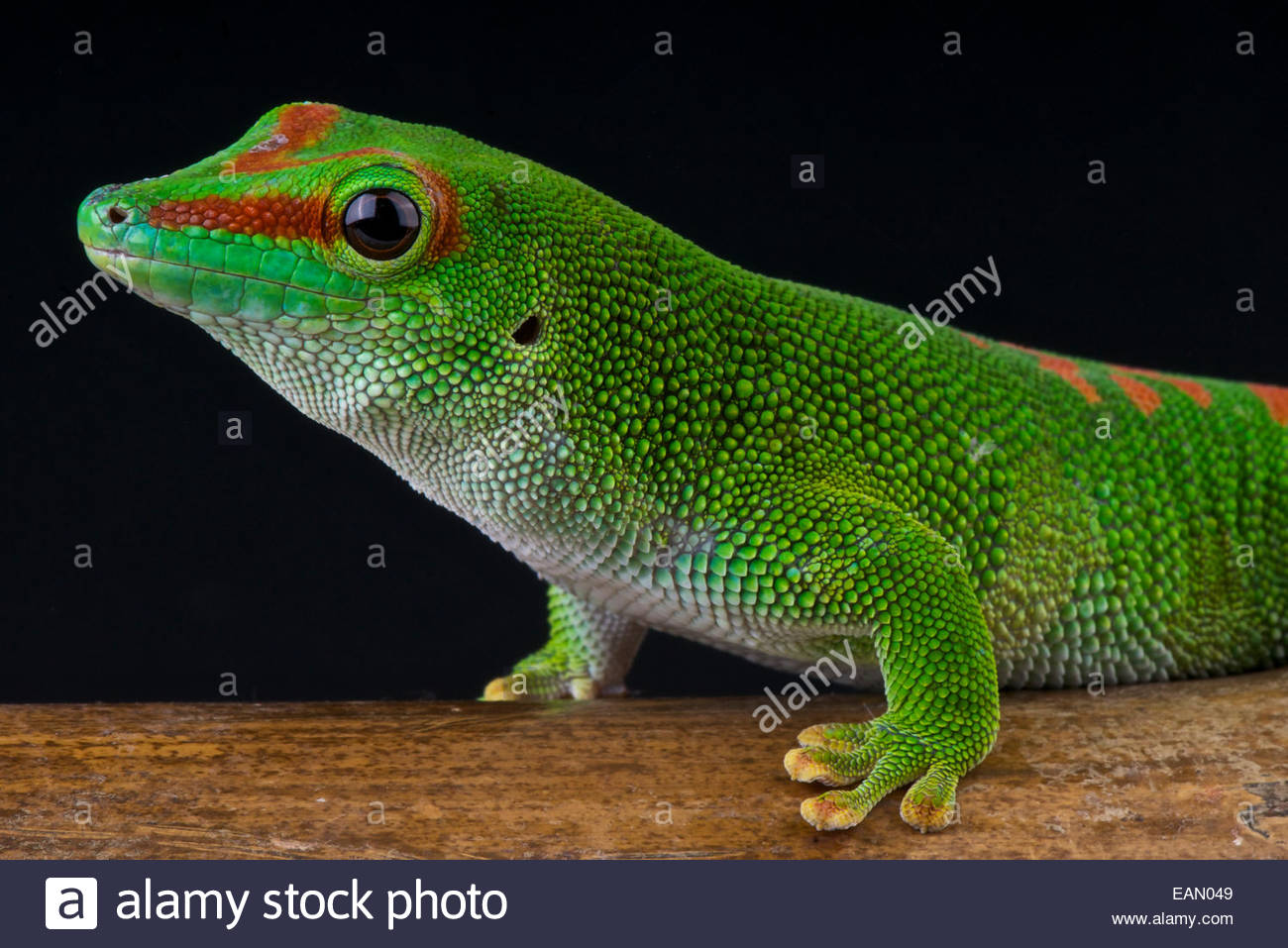 Giant day gecko Phelsuma madagascariensis grandis Stock Photo