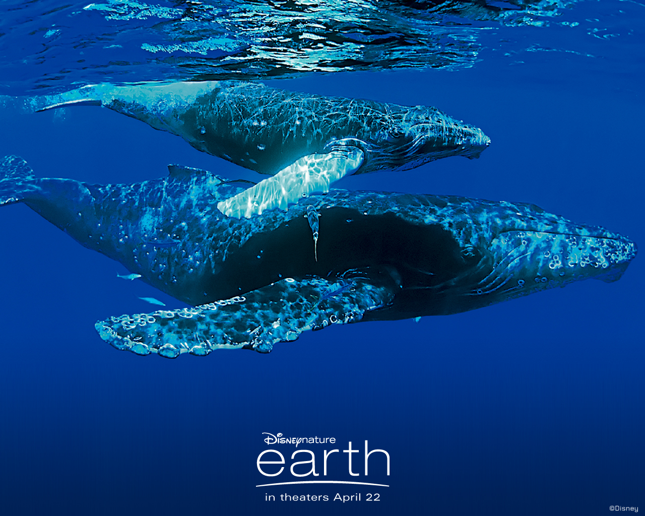 Of Earth Desktop Wallpaper Whales Background