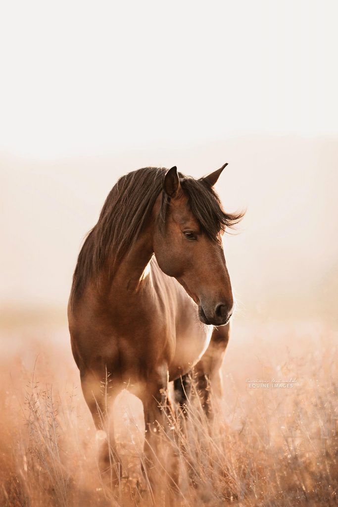 Portfolio Best Of Carina Maiwald Equine Image Horse