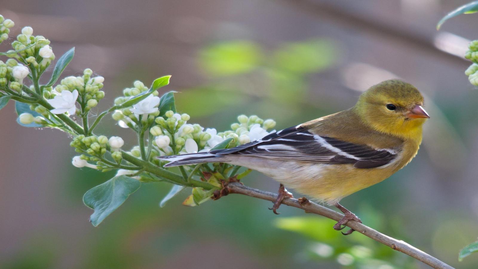 Goldfinch Bird Live In Pacific Northwest Midwest And Eastern States
