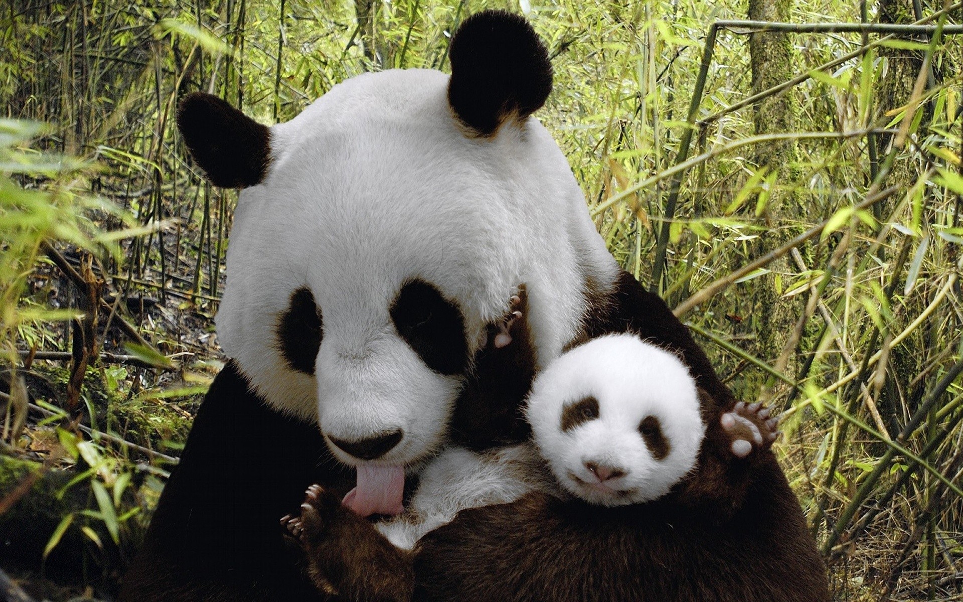 Baby Panda Wallpaper Animals