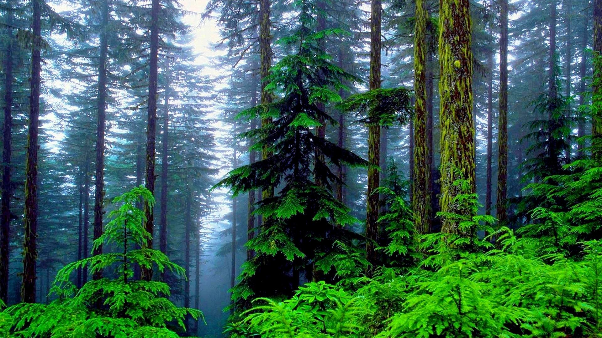 Rainforest Wallpaper