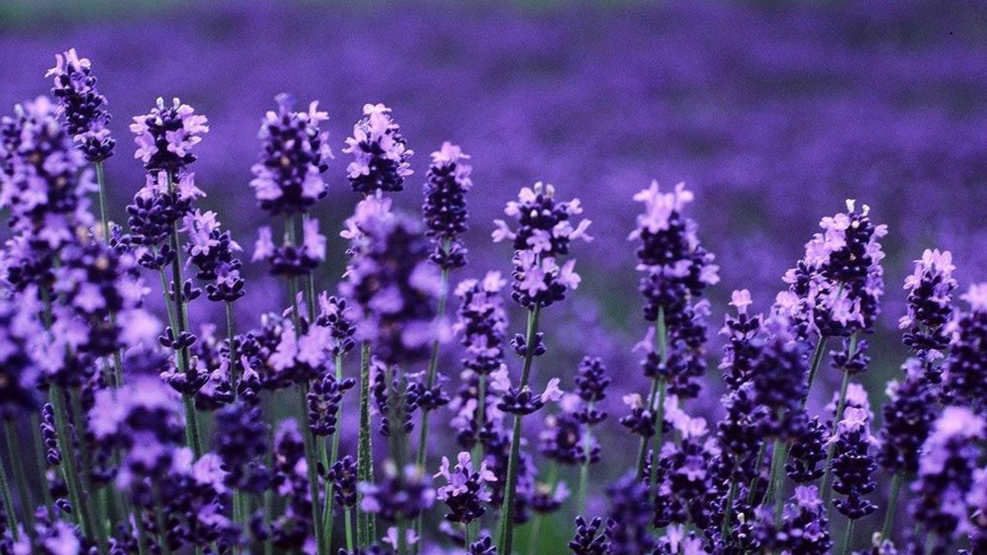 Lavender HD Wallpaper