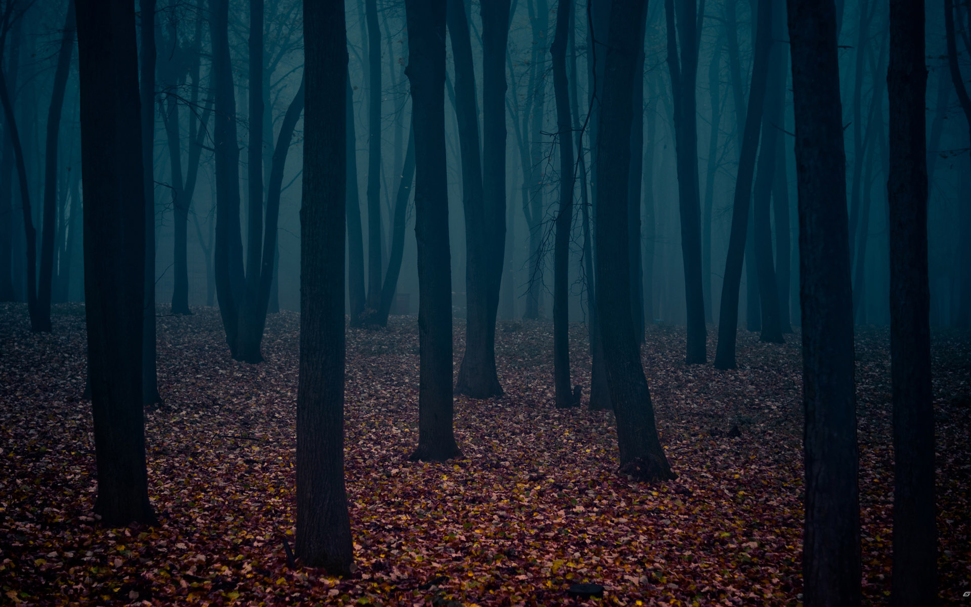 Dark Autumn Forest Wallpaper